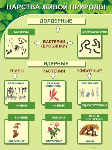 Стенд по биологии